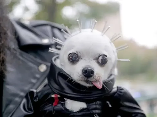 Washington Square Park DOG HALLOWEEN today in New York City 👻 🐕
The beloved Halloween event in NYC Washington Square Park is back! I went to see the event today and it was a lot of fun! The parade and costume contest are bigger and better than ever.