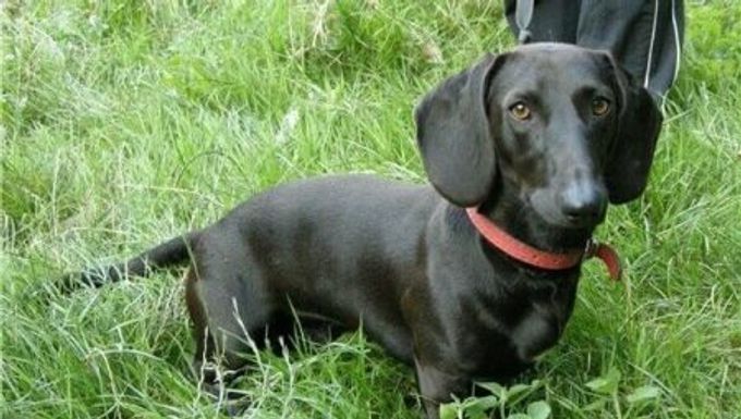 Black dachshunds: character, rules of keeping and breeding