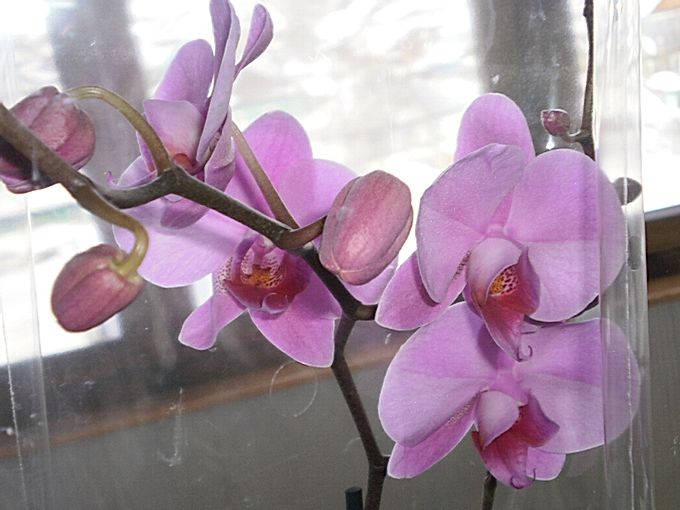  Orchid flowering 