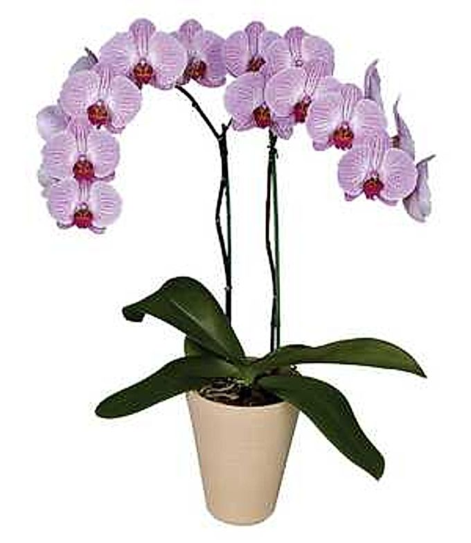  Varieties of orchids 