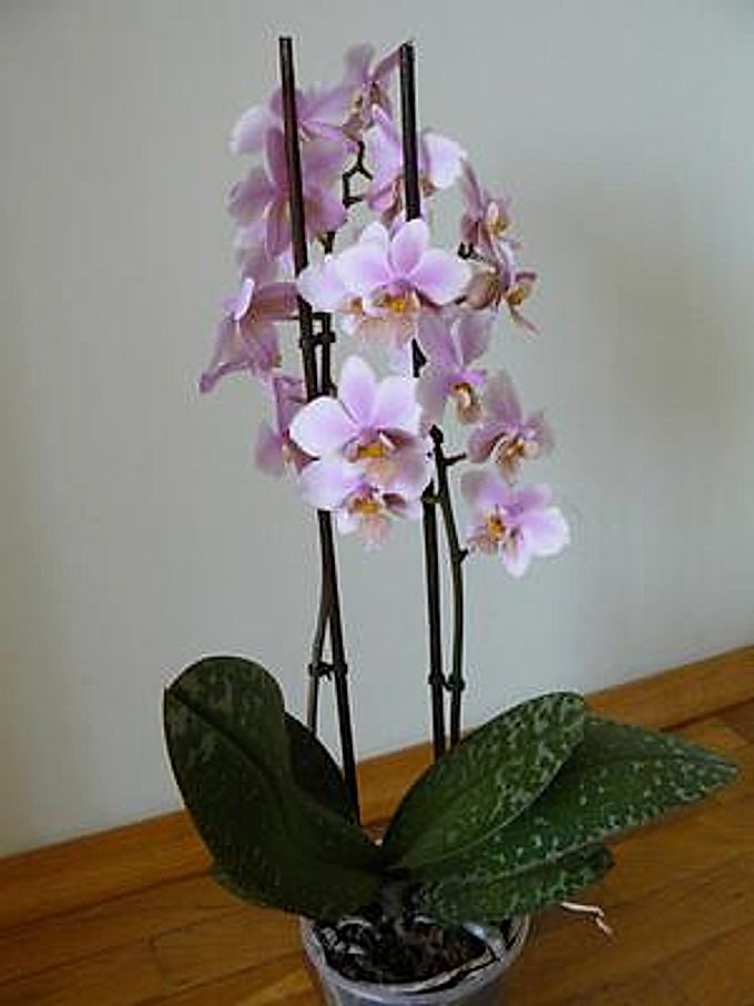  Rules for watering orchids 