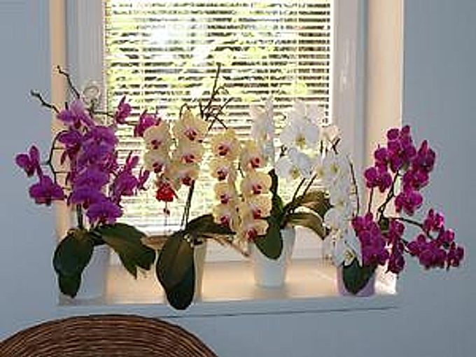 Indoor orchids