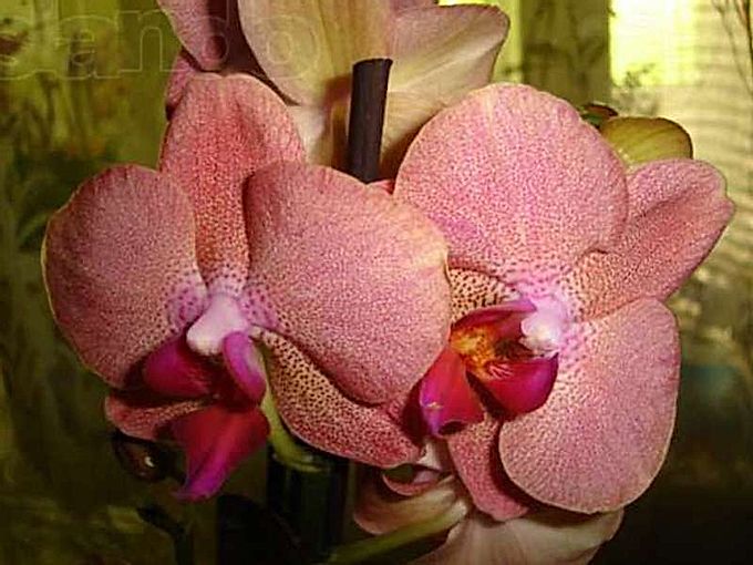 Conditions for growing orchids at home