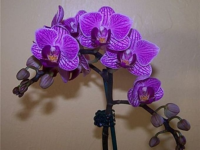  Orchid pests 