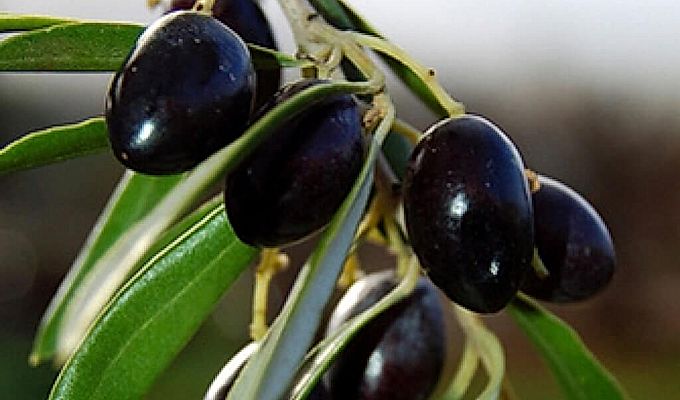  Olive branch 
