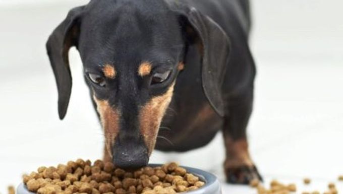 How to choose food for dogs with sensitive digestion?