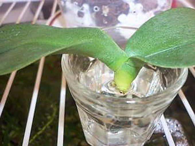 How to reanimate an orchid if its roots are rotten?