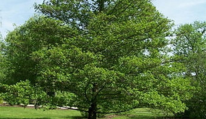 Alder - description, photo of tree and leaves