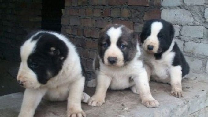 Description and maintenance of Alabai puppies at the age of 1 month
