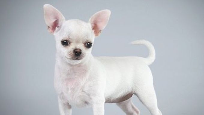 Description and maintenance of a white chihuahua