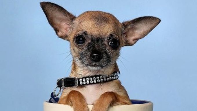 How old do Chihuahuas grow?