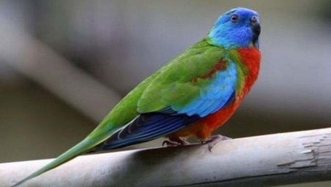 Description of the types of grass parrots and the rules for their maintenance