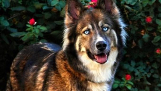 A mixture of husky and shepherd dog: mestizo features and cultivation