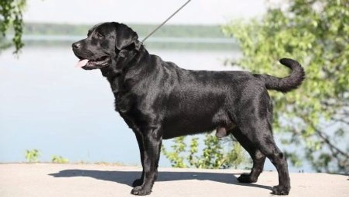 Dwarf Labrador: what does it look like and how to care for it?