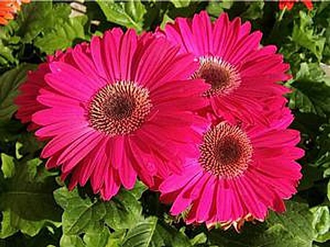Gerberas, features of cultivation and maintenance