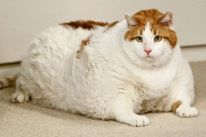 Gorditas esponjosas: por qué tantos animales tienen sobrepeso