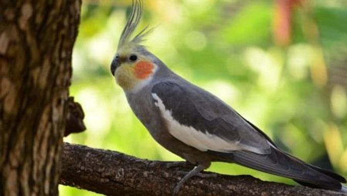 How to determine the age of a cockatiel parrot?