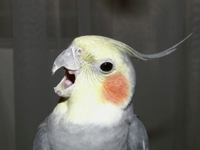How to determine the age of a cockatiel parrot?