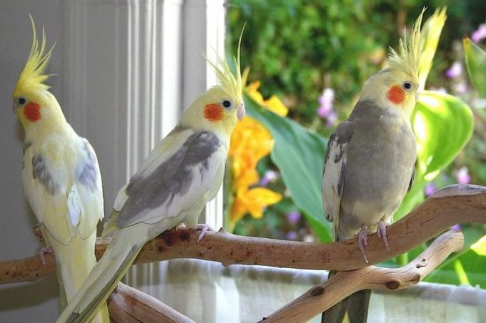 How to determine the age of a cockatiel parrot?
