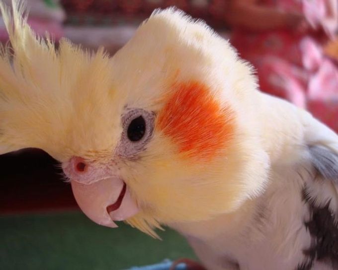 How to determine the age of a cockatiel parrot?