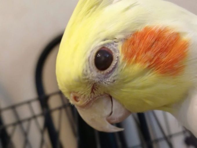 How to determine the age of a cockatiel parrot?