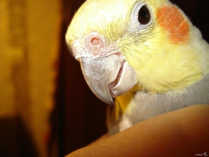 How to determine the age of a cockatiel parrot?