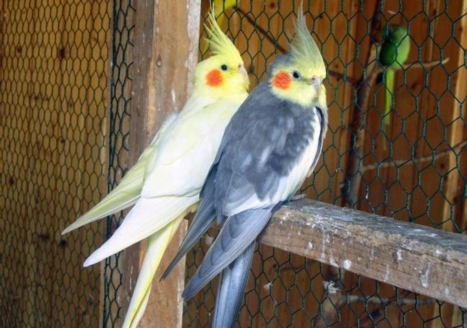 How to determine the age of a cockatiel parrot?