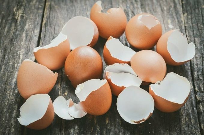 Mit esznek a csigák és hogyan etetjük őket otthon?