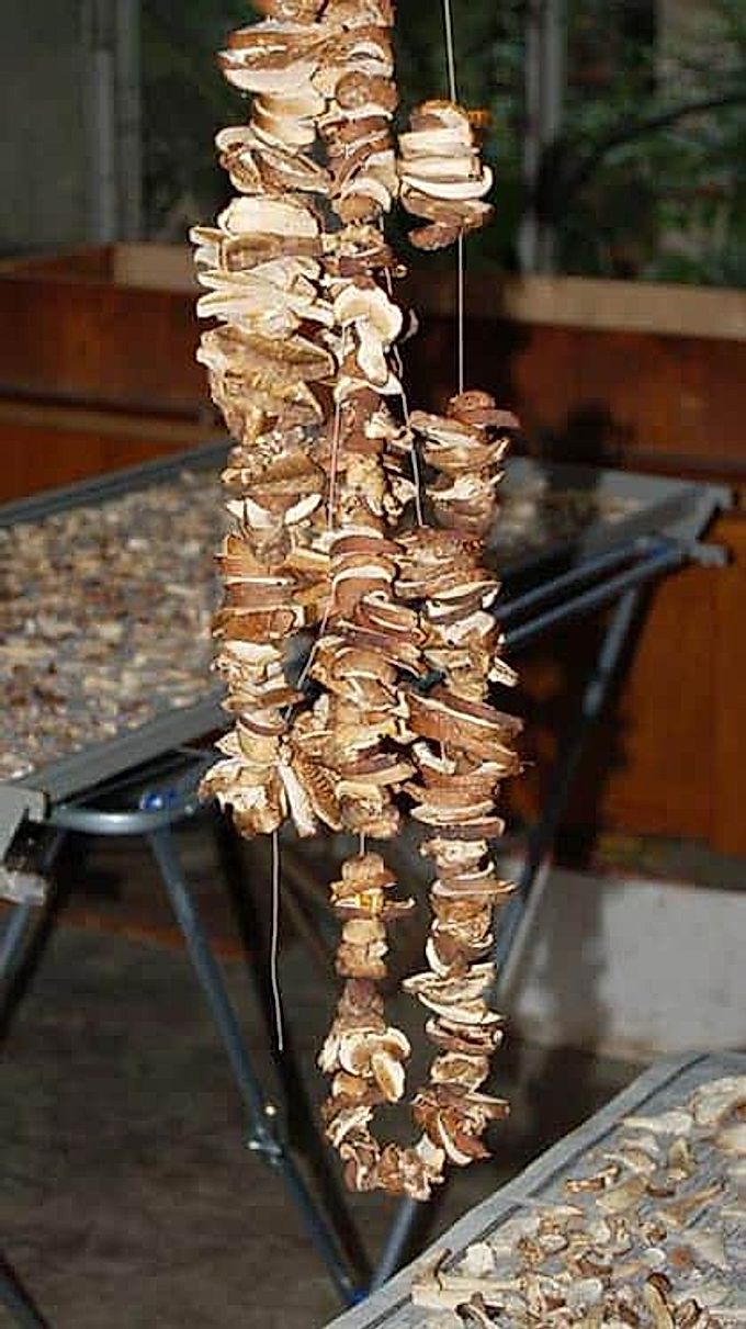 Сушащиеся грибы. Сушка грибов. Сушка грибов на веревке. Сушка грибов на веревочке. Сушеные белые грибы на нитке.