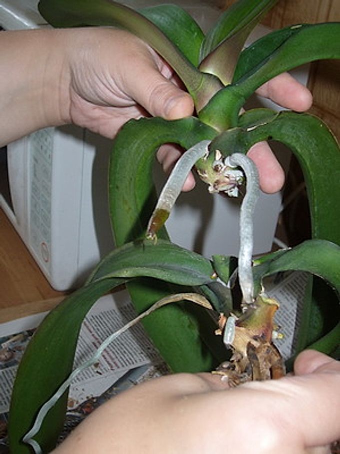 Как развести орхидею. Орхидея Дендробиум фаленопсис. Орхидея Дендробиум фаленопсис детка. Орхидея фаленопсис размножение. Деление орхидеи фаленопсис.