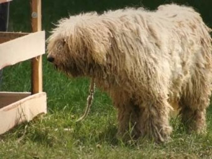 Hungarian shepherd dog: description and content