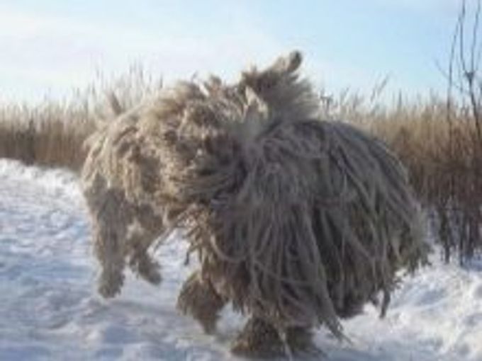 Hungarian shepherd dog: description and content
