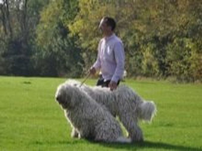 Hungarian shepherd dog: description and content