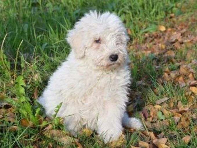 Hungarian Shepherd Dog: description and content