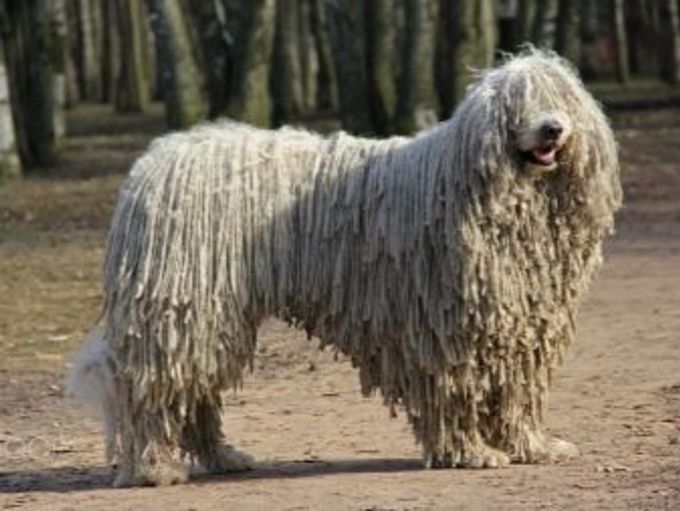 Hungarian Shepherd: description and content