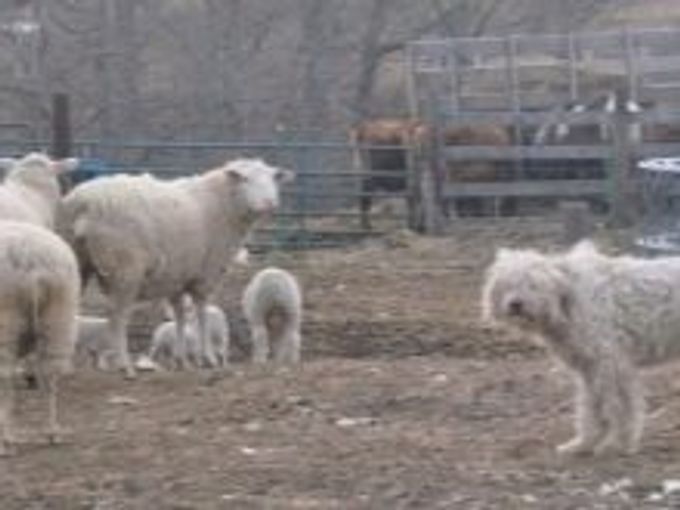 Hungarian Shepherd: description and content