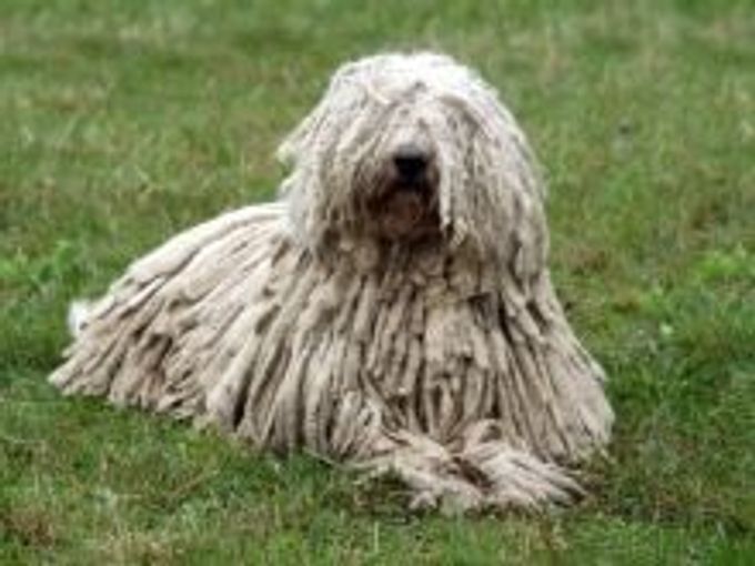 Hungarian Shepherd: description and content
