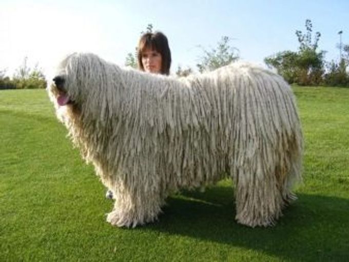 Hungarian Shepherd Dog: description and content