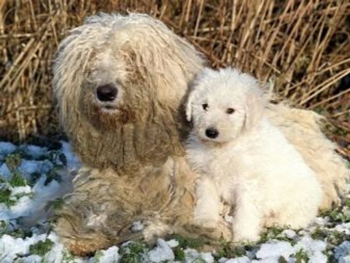 Hungarian Shepherd Dog: description and content