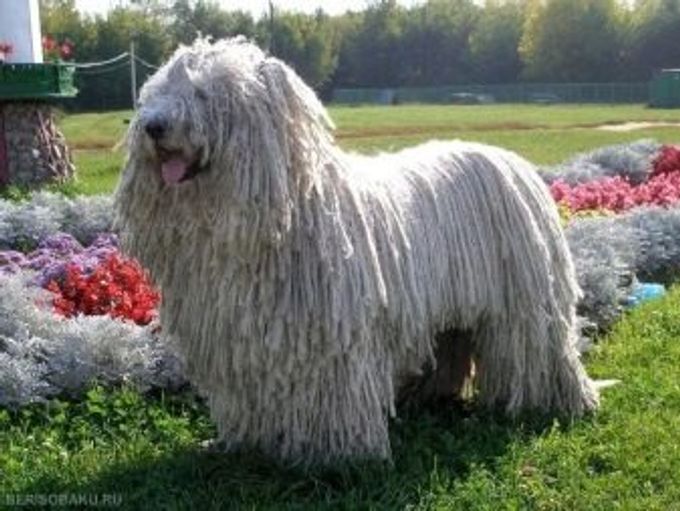 Hungarian Shepherd Dog: description and content
