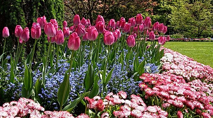Kam cibulky zasadit? Výběr místa pro výsadbu tulipánů, hyacintů, krokusů