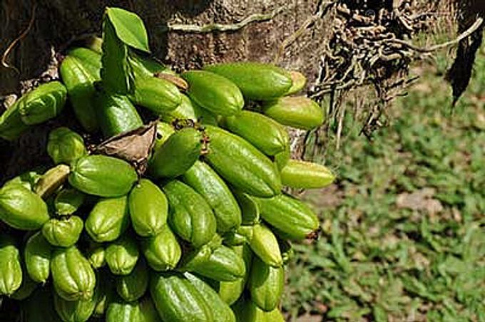 Cucumber tree?