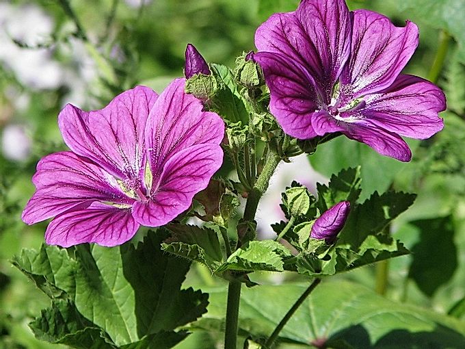 Malva blommor