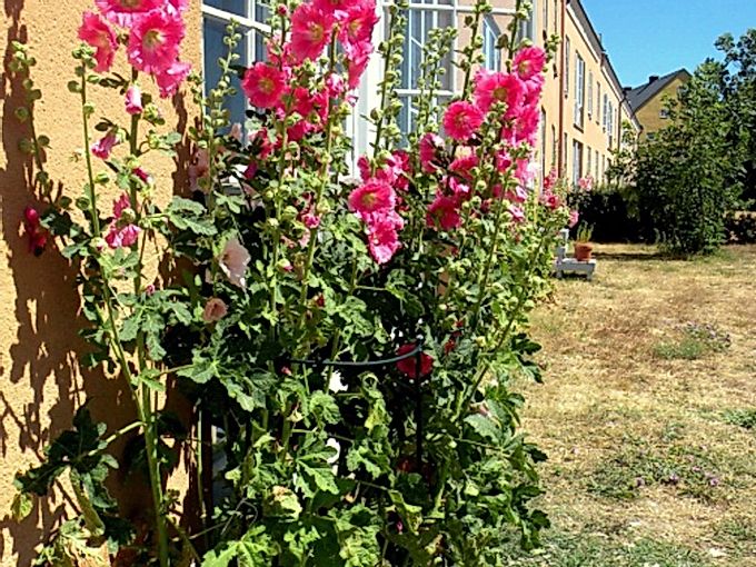 Plantering och vård av malva