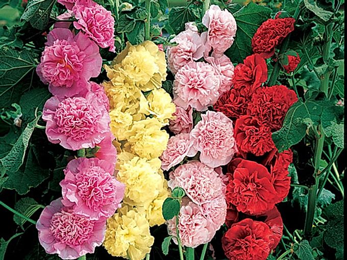 Hur malva blommar