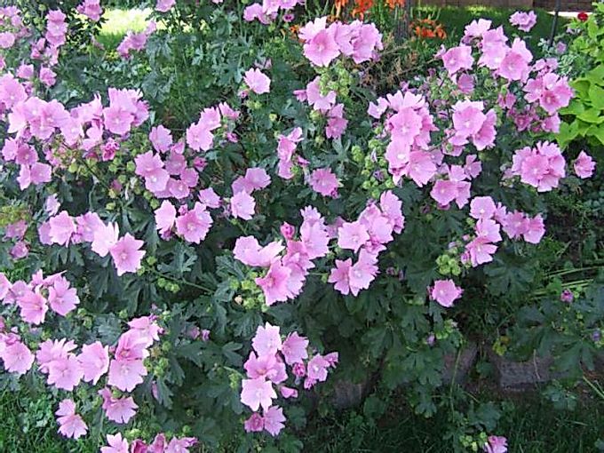 Trädgårdsblomma malva