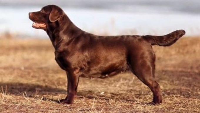 Chocolate Labrador: description, character traits and best nicknames