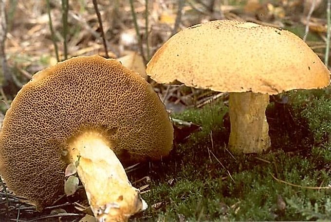 Mushroom Mossy yellow-brown: a delicious gift from a pine forest