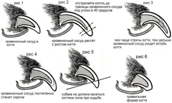 Claws for dogs: varieties, features of choice and use