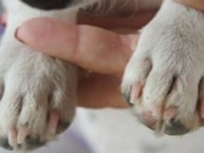 Claws for dogs: varieties, features selection and use